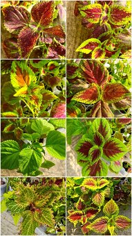 Koleus coleus africká okrasná žihľava - 8