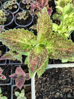 Coleus - 8