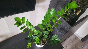 Zamiokulkas (Zamioculcas zamiifolia) - 8