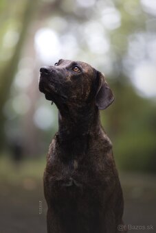 Louisianský leopardí pes Catahoula s PP - 8