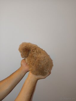 Toy Maltipoo - 8