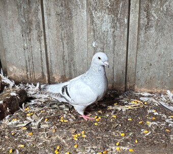 Poštové holuby štandard - 8