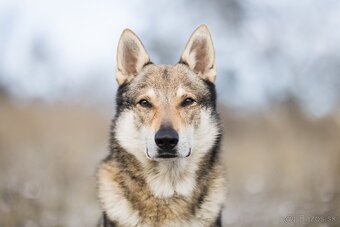 Fenka československý vlčiak s PP - 8