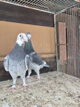 Predám holuby - 8