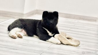 Šteniatka Americká Akita - 8