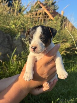 Jack Russel Terrier - 8