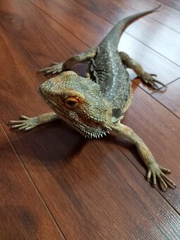 Agama bradatá - 8