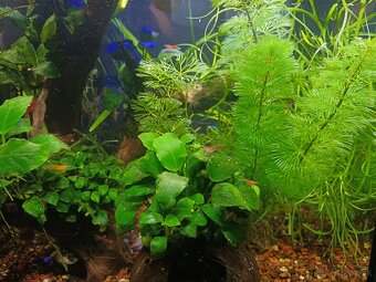 30l akvarium - 8