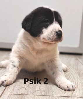 Stredoazijsky ovčiak - 8