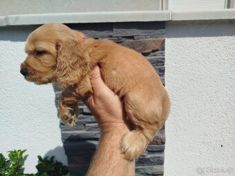 ANGLICKÝ KOKERŠPANIEL - 8