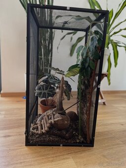 🦎 Predám pagekona riasnatého s teráriom - 8