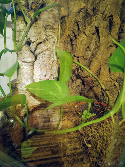 Zariadené terárium 30x30x40 pre tropického miláčika - 8