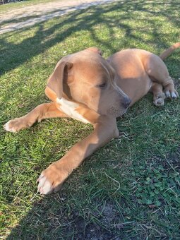 Americký stafordsirsky terier, Stafford, amstaf - 8