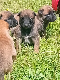 Predám belgický ovčiak malinois - 8