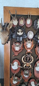 Trofeje a preparáty - 8