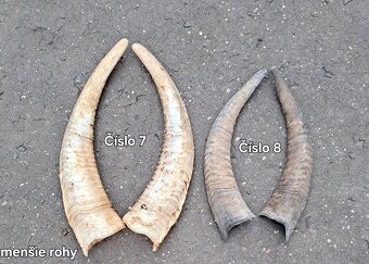 Trofeje, rohy 25-70cm - 8