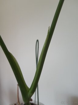 Monstera deliciosa - 8
