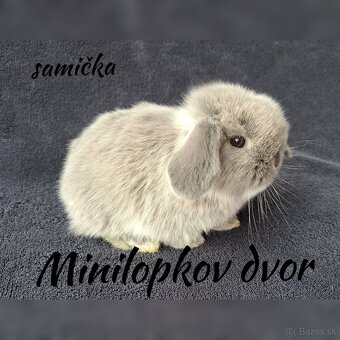 Minilop mláďatká - 8