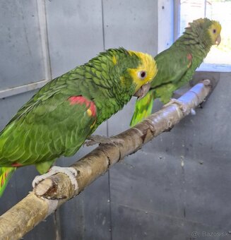 Amazoňan oratrix - 8