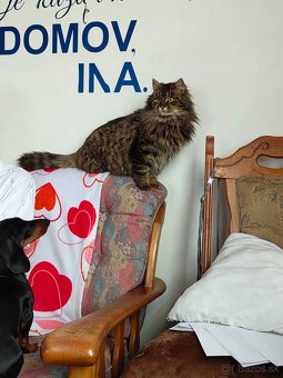 Maine coon - 8