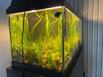 Predám kompletne zariadené 100 litrové akvárium - 8