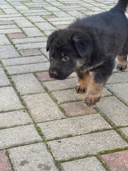 Nemecky ovčiak šteniatka - 8