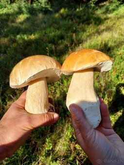 Sušené hríby smrekové, dubáky - 8