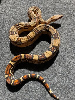 Veľhad kráľovský , Boa constrictor - 8