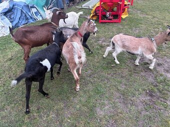 Predám dojné kozi - 8