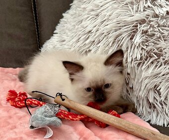 Ragdoll - 8
