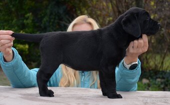 Labrador retriever šteniatka s PP - 8