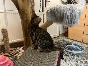 Bengalska mačka - 8