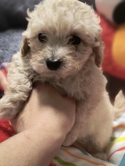 Maltipoo - 8