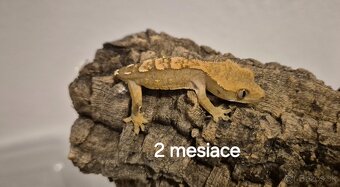 Pagekon riasnaty - 8