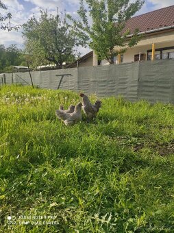 Araucana lavender , lakenfeldka, brahmanka - 8