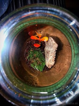 Pavúk, Vtáčkar , Tarantula , Terárium - 8