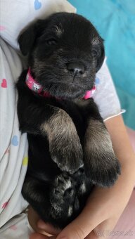 Malý čiernostrieborný bradáč s PP - 8