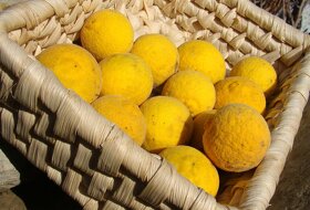 Citrónovníkovec trojlistý - vonku rastúci citrus do -27℃ - 8