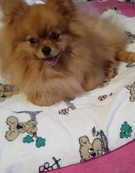 Prodám štěňata pomeranianu - 8