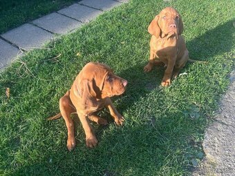 Madarska vyzla - steniatka - 8