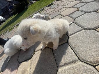 Máme na predaj šteniatka - 8