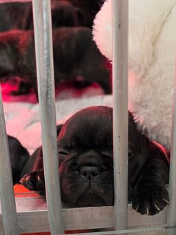 Francúzsky buldoček - 8