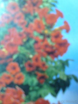 Oleander, hortenzia, trúbkovec. - 8