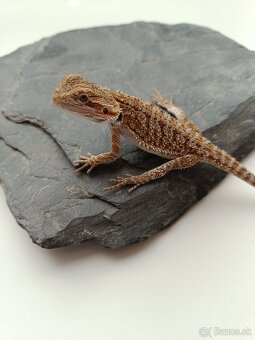 Agama bradatá - predám mláďatá - 8