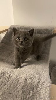 Britské mačiatka - 8