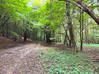 Raslavice – 156.000 m2 LESOV (87,6% podielov na LV) - 8