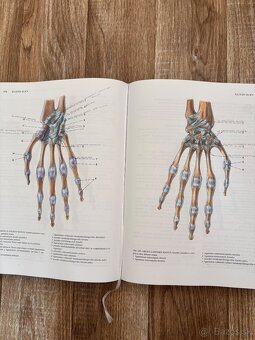 Anatomia Čihák 1,2 - 8