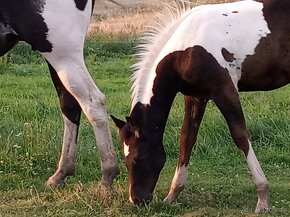 luxusní PAINT HORSE PLEMENÍK, DOUBLE HOMOZYGOT, import - 8