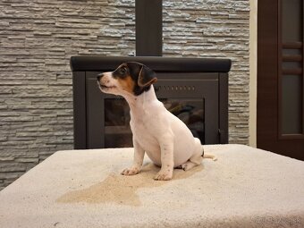 Jack russel terier - 8