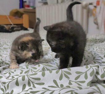 Kitties for adoption Mačičky na adopciu - 8